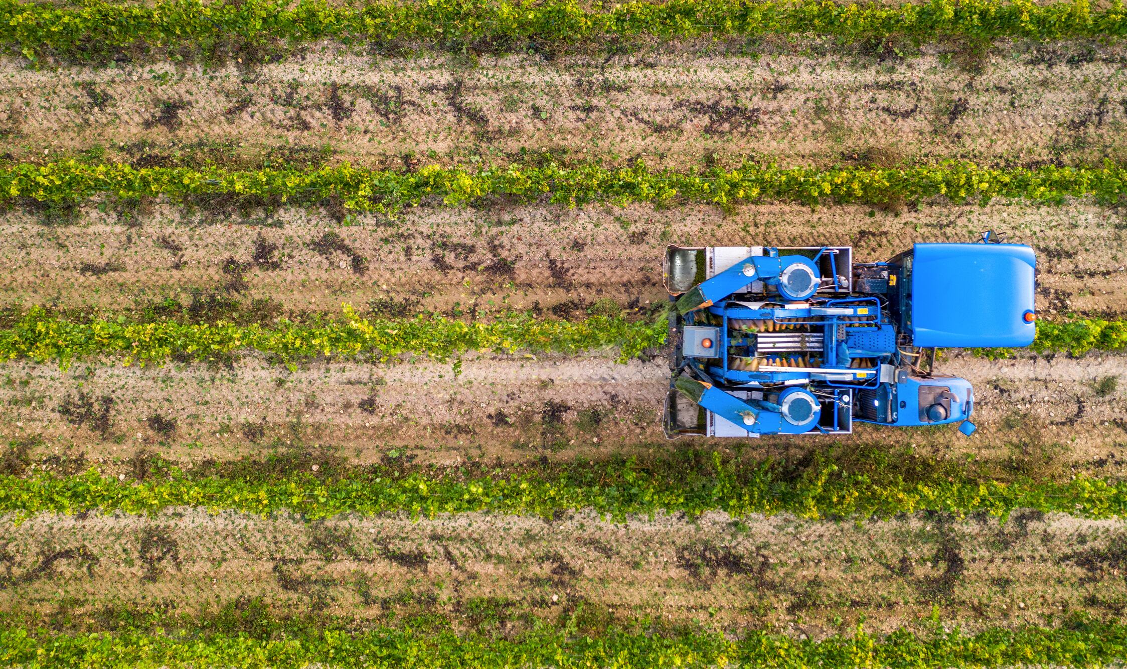 From precision viticulture to autonomous machines, vineyards are becoming a testing ground for how far digitalisation can reshape wine without eroding tradition.