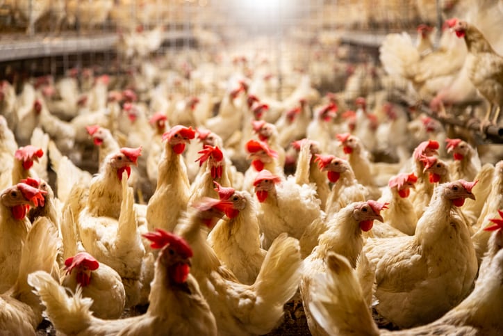 Study shows rise in feed and water needs with Better Chicken Commitment