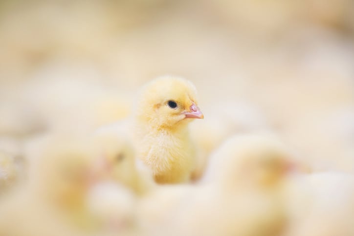 Tyson Foods building new hatchery, closing two poultry facilities 