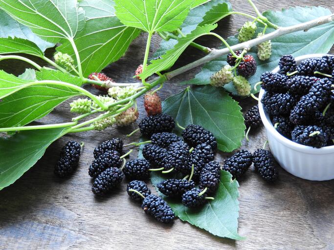 Gene-editing-company-Pairwise-unveils-world-s-first-seedless-blackberry.jpg