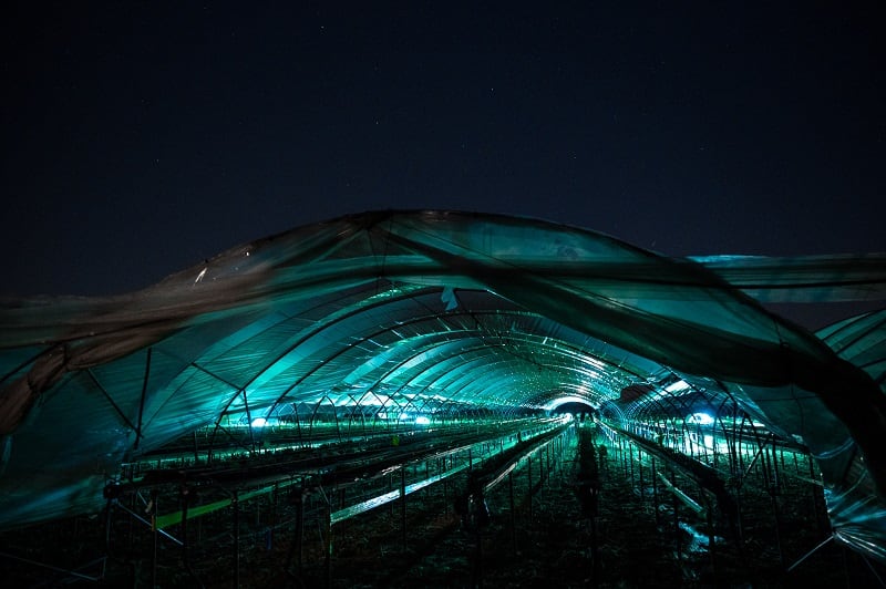 Robots vs. mildew: Angus Soft Fruits turns to tech after scorching summer