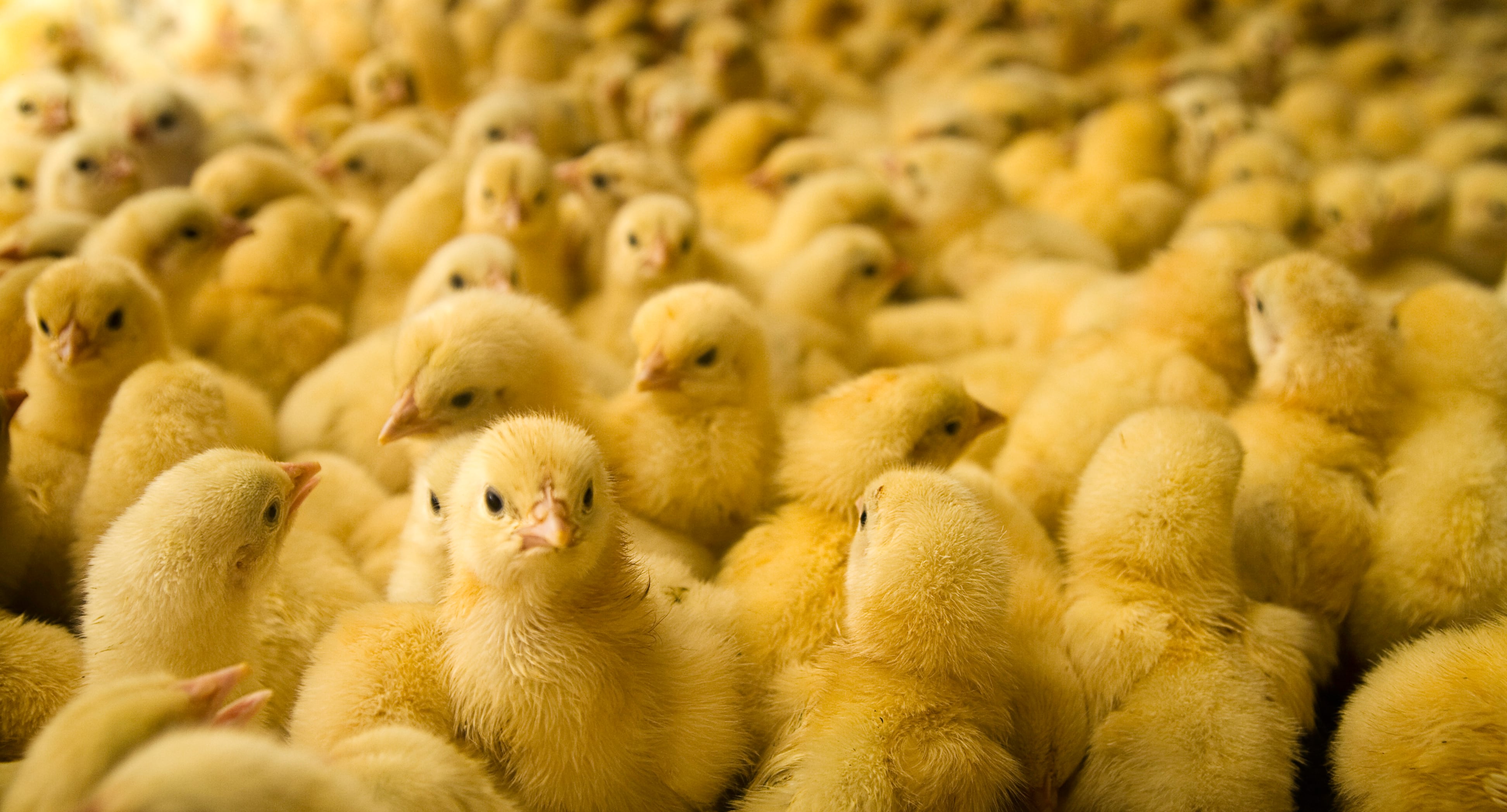 Fermented chives show promise as an alternative antibiotic for chickens in reducing E.coli