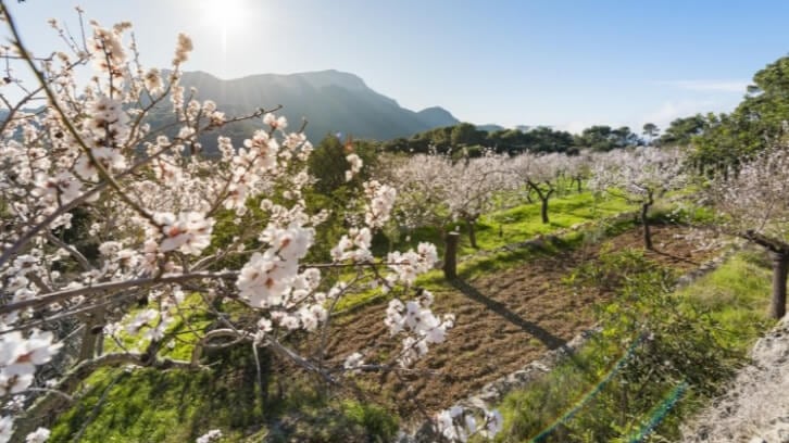 Artificial solution, natural problem: How robots, AI and IoT could help pollinate flowers
