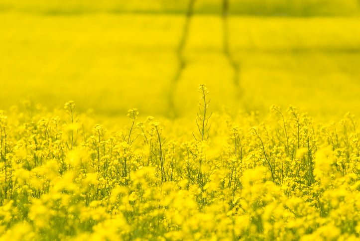 Bayer to launch first bioinsecticide for arable crops