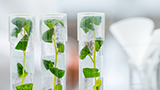 Xanthan Gum as a texturant in media for plant tissue culture
