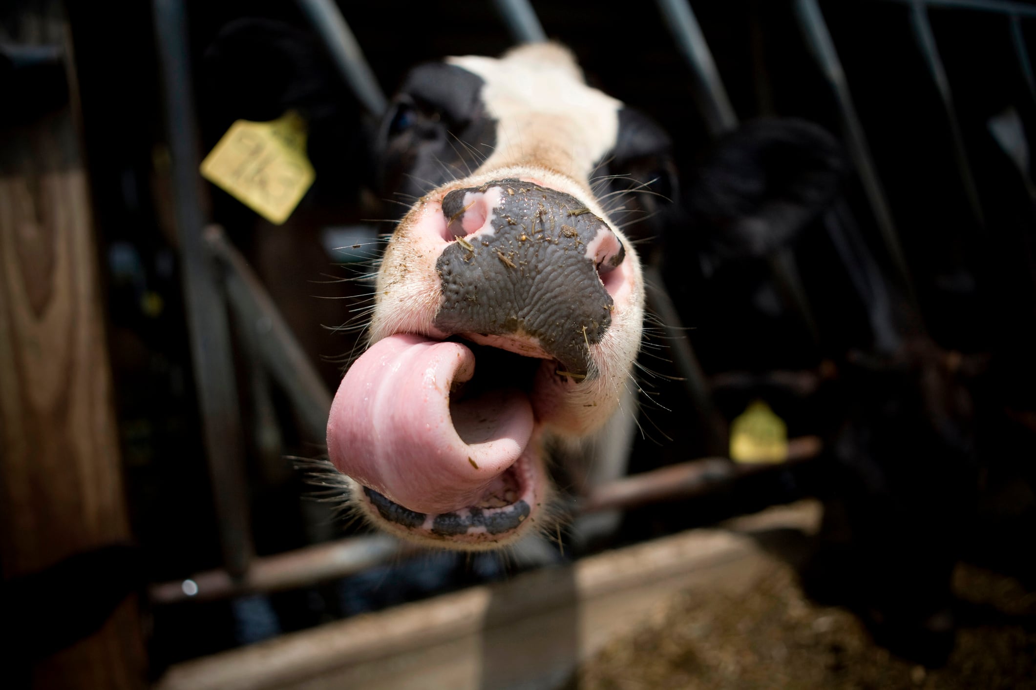 Close up of cow's nose and tongue