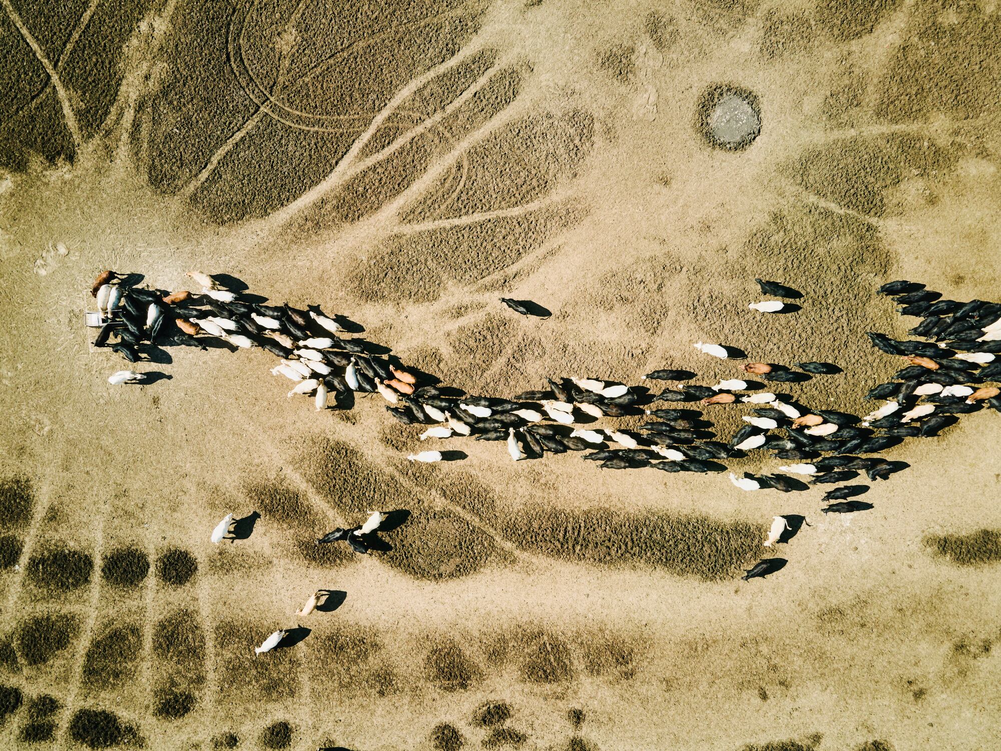 Wide overhead aerial shot of cattle walking to water trough in pen on farm on summer morning