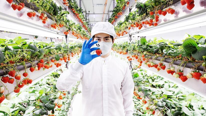 Oishii CEO Hiroki Koga in a vertical farm. “This funding marks a new phase for Oishii as we scale what we’ve built, with deeper confidence in the decisions we’ve made and the role we can play in bringing high-quality produce to more people.”