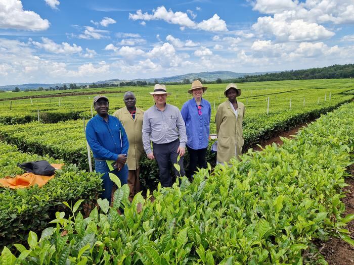 Tea-giant-begins-climate-change-mitigation-and-resilience-field-trials.jpg