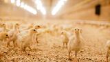 Sustainable feed enzymes are transforming animal nutrition