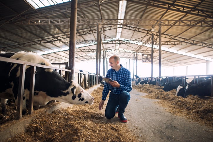 Dutch-study-sees-risks-from-feeding-certain-types-of-seaweed-to-dairy-cows.jpg