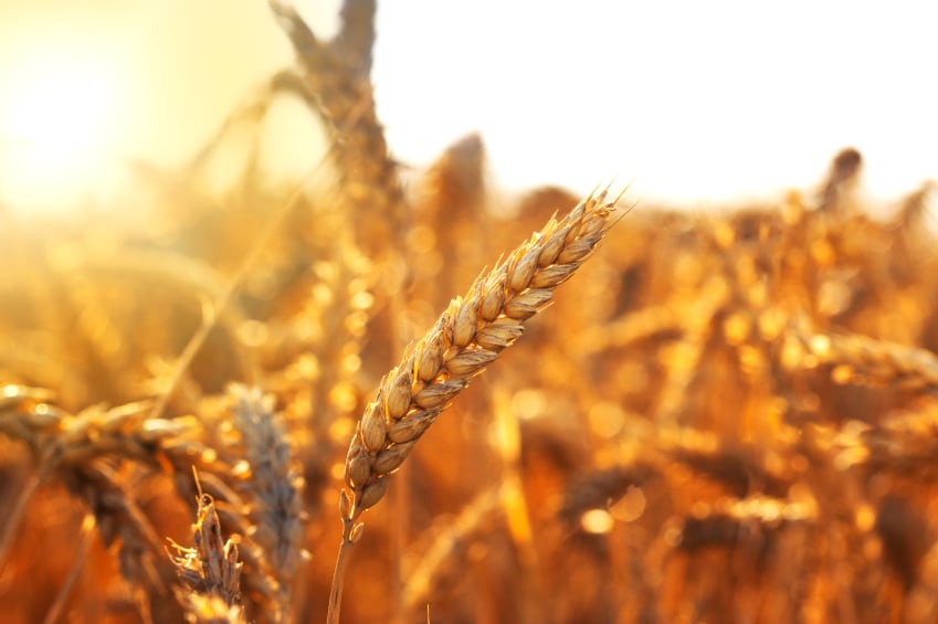 Why it’s time for snack producers to dig into regenerative agriculture