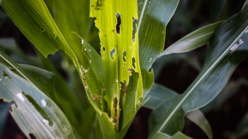 Corn crops eaten by locusts