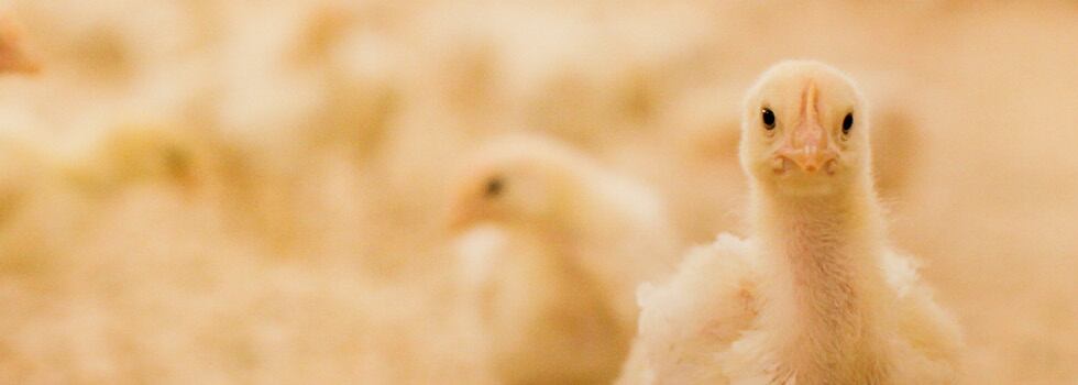 Sustainable-feed-enzymes-are-transforming-animal-nutrition.jpg