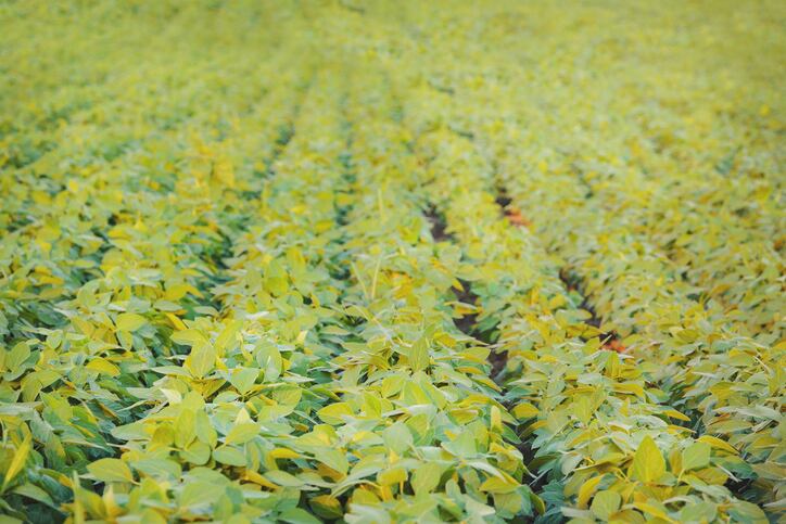 Record-high-soybean-output-forecast-for-Europe.jpg