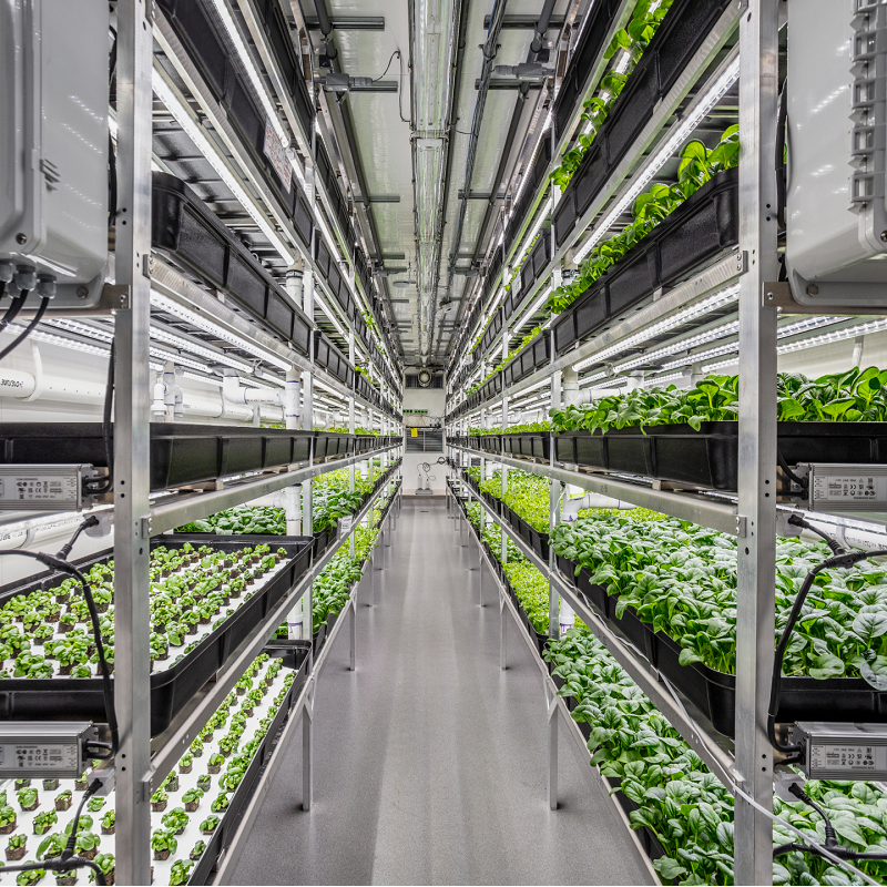 Square-Roots-grow-zone-interior.png