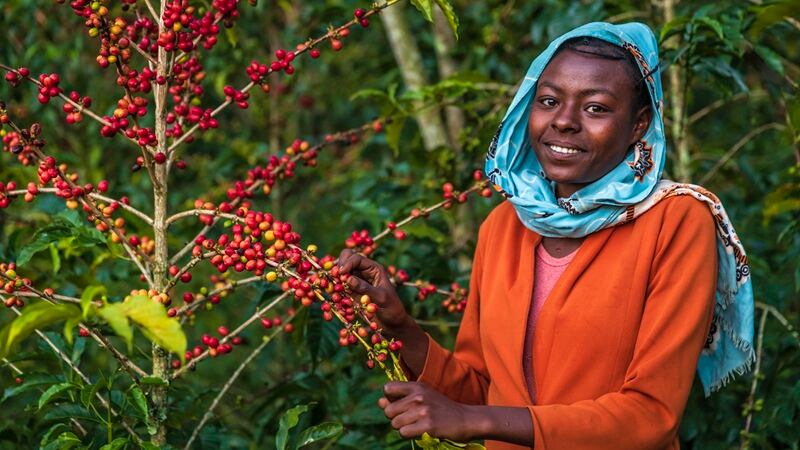 A coffee grower in Ethiopia.