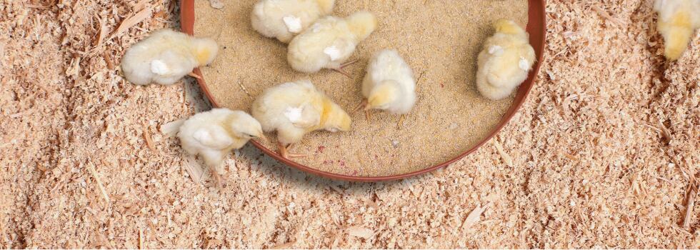 Nutritional-strategies-for-poultry-gut-health-in-antibiotic-free-production.jpg