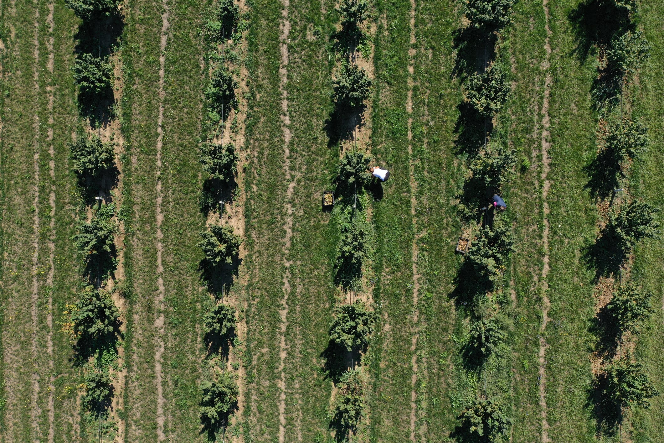 With around 70% of the world’s supply coming from Turkey’s Black Sea coast, Foray and Z’s Nutty Ridge see the partnership as a step toward making the US a competitive hazelnut producer for the first time outside its traditional regions.
