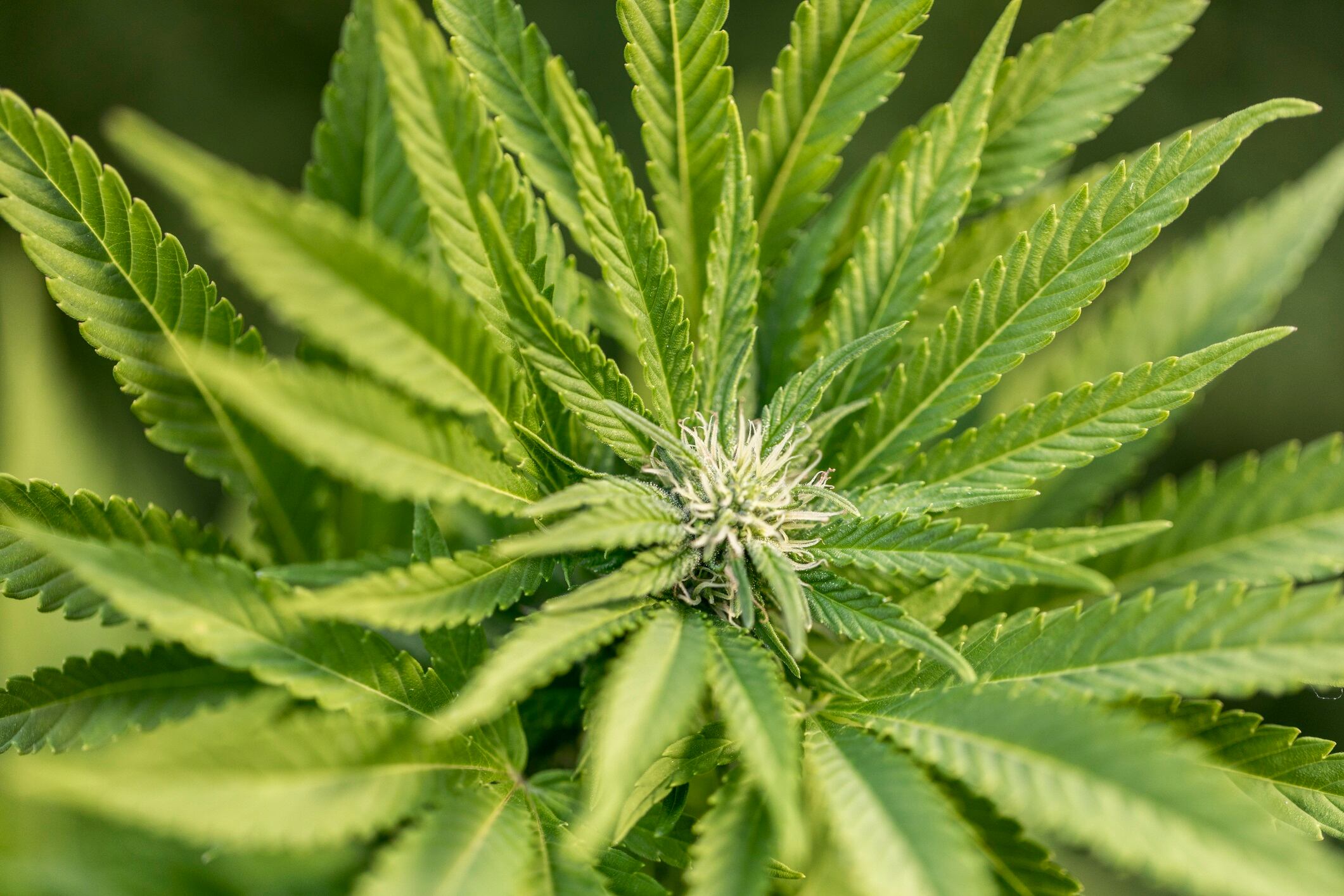 Close-up of a marijuana plant, also called pot or cannabis among other names, which is used as an alternative medicine by some people with chronic illnesses.