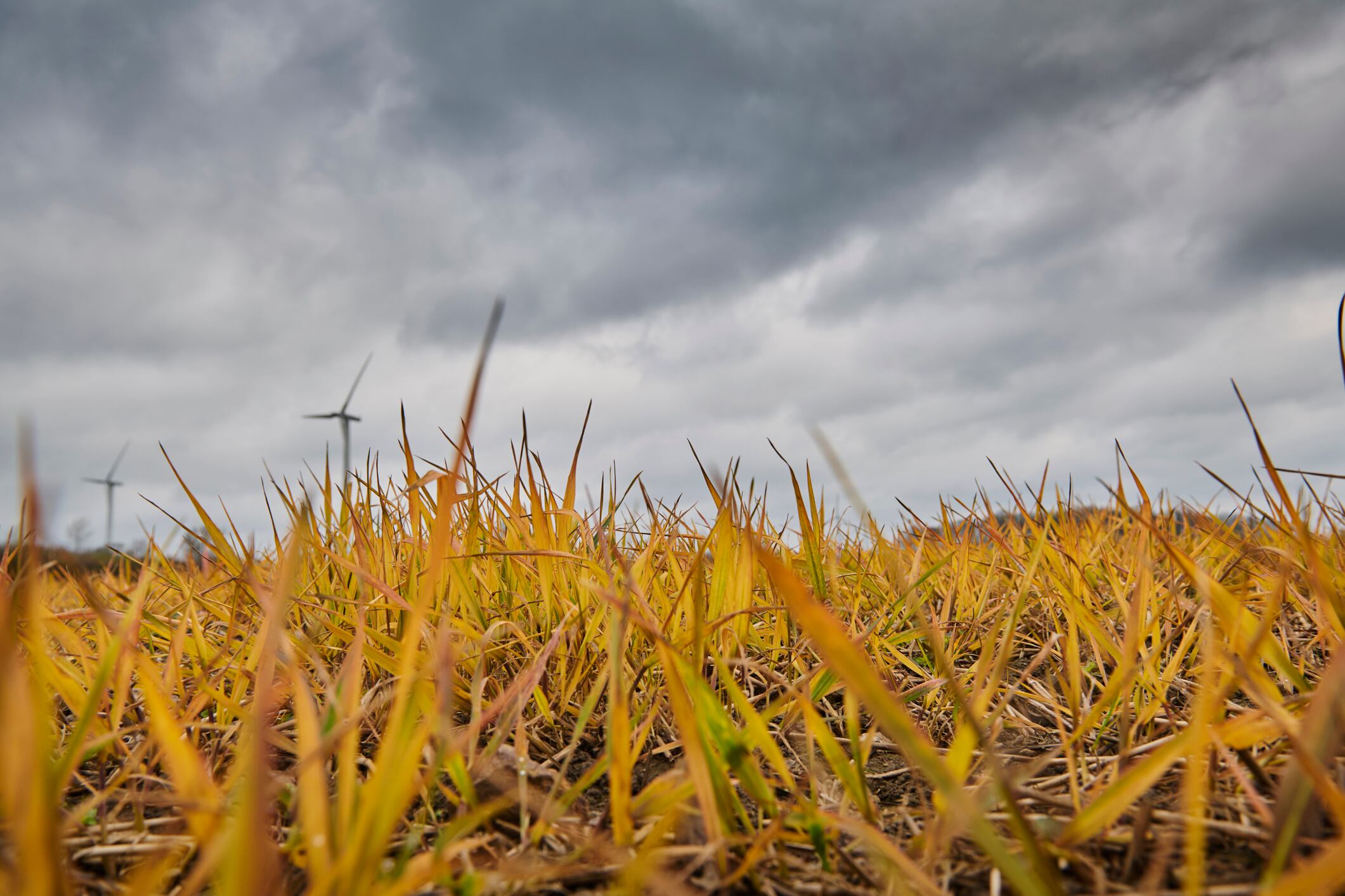 At the centre of the latest campaign is a push to ban glyphosate applications immediately prior to harvest – a practice widely used in cereals and oilseed rape to dry crops evenly and improve harvest efficiency.