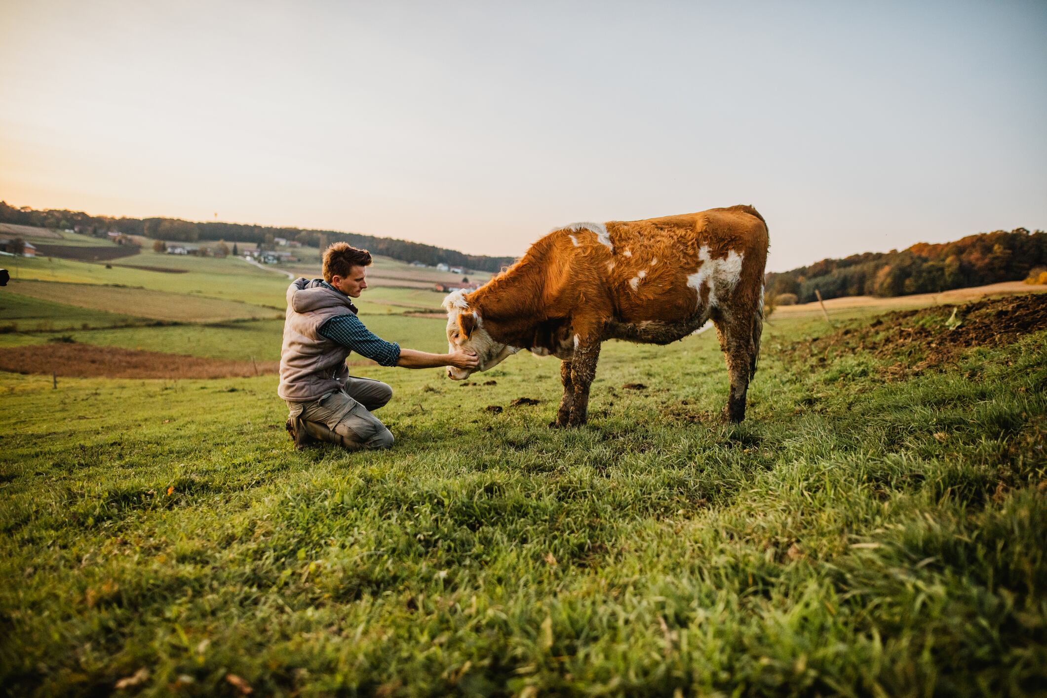 Animal health: the missing link in sustainable agriculture?
