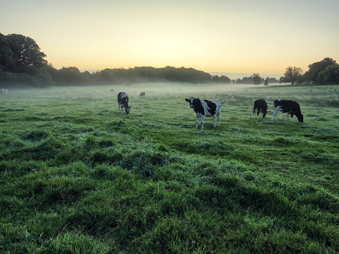 Environment-Northern-Ireland-s-agri-food-sector-does-not-have-a-positive-story-to-tell-right-now.jpg