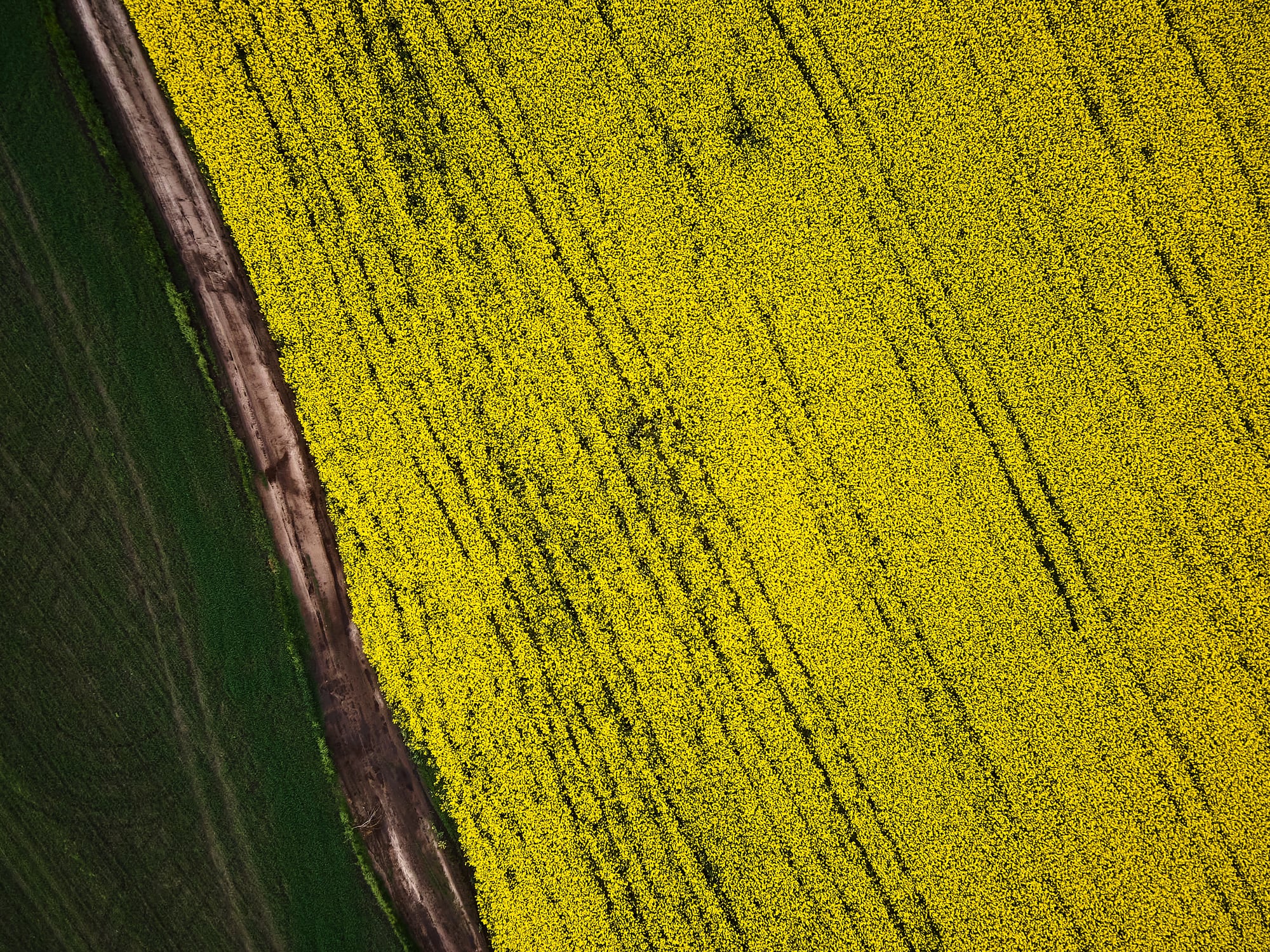 Biographica has collaborated with Cibus on a pilot project focused on advancing disease resistance in oilseed rape and Canola.