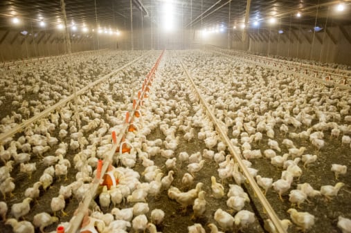 Can-fermented-feed-support-gut-health-in-broilers.jpg