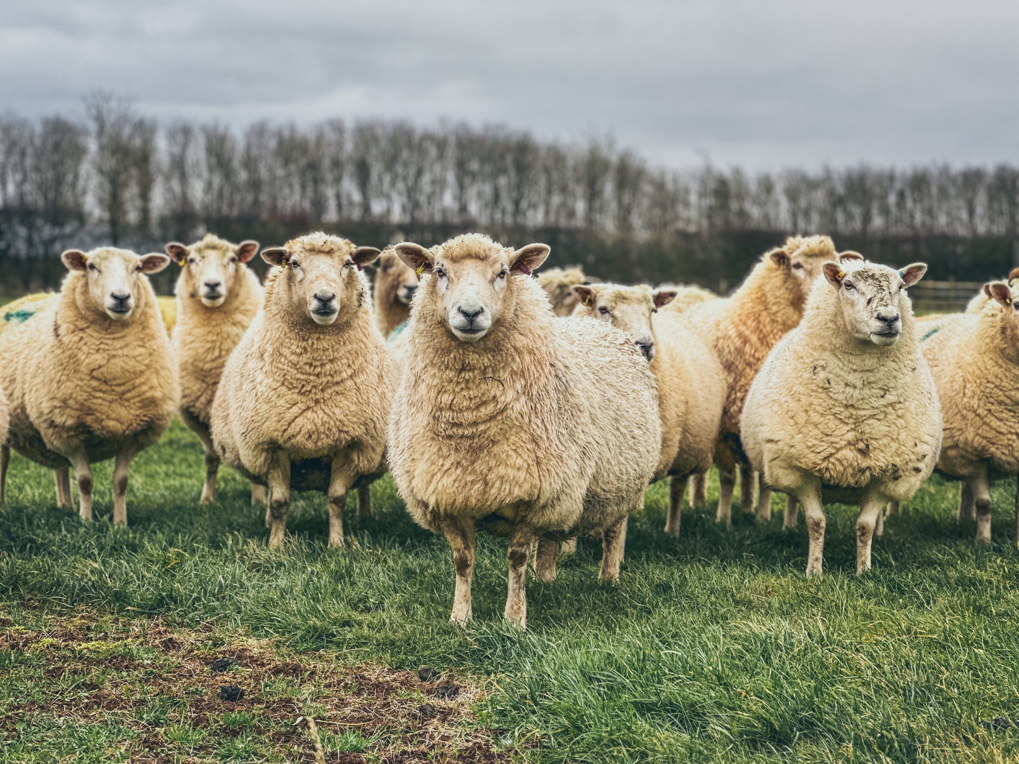 This is the first time that avian flu has been reported in a sheep.