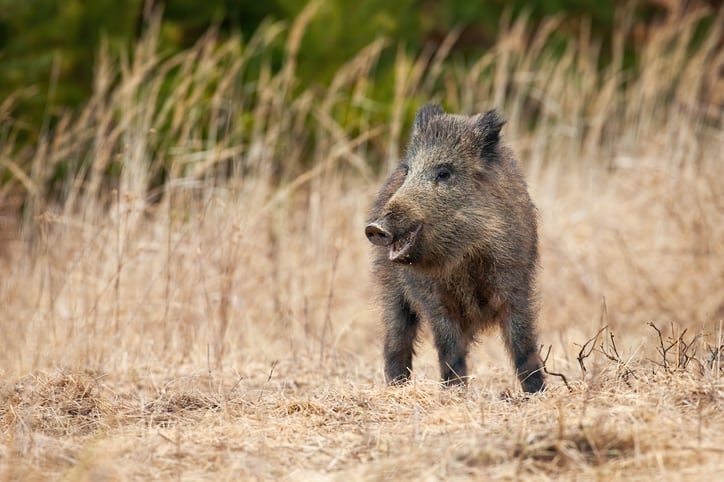 The-boar-war-how-can-we-best-combat-wild-pig-intrusion-to-ensure-crop-safety.jpg