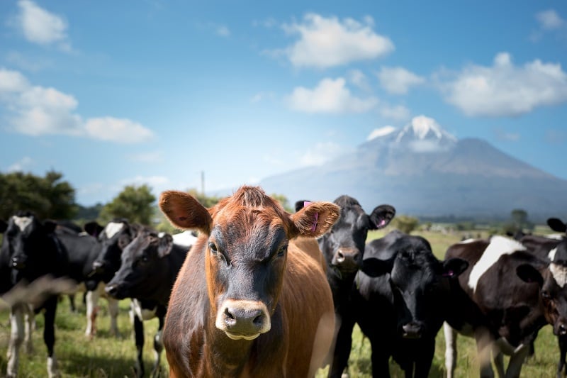 Is New Zealand getting closer in its ‘holy grail’ quest to cut methane emissions?
