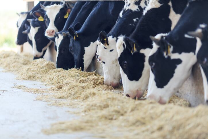 DSM and Arla Foods to test methane additive in large-scale on-farm pilot study 