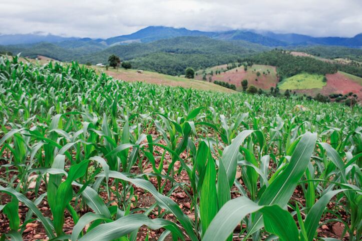 Pollution risk: Thai organization advocates for improved corn cultivation practices