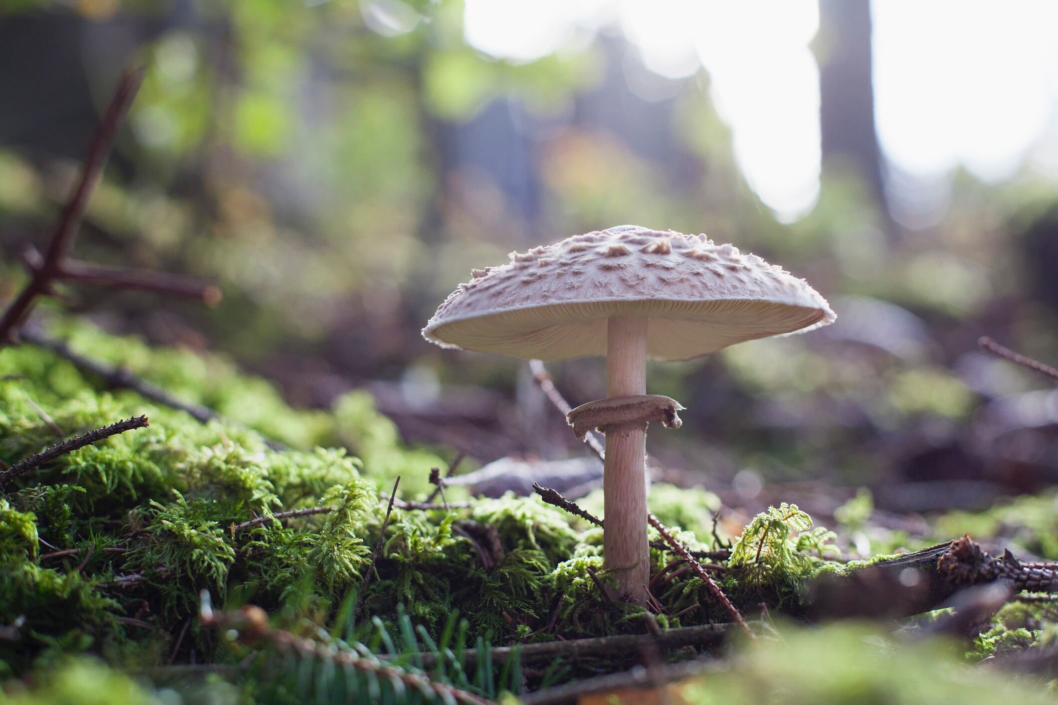 Why-spent-mushroom-substrate-valorisation-is-crucial-for-industry-sustainability.jpg