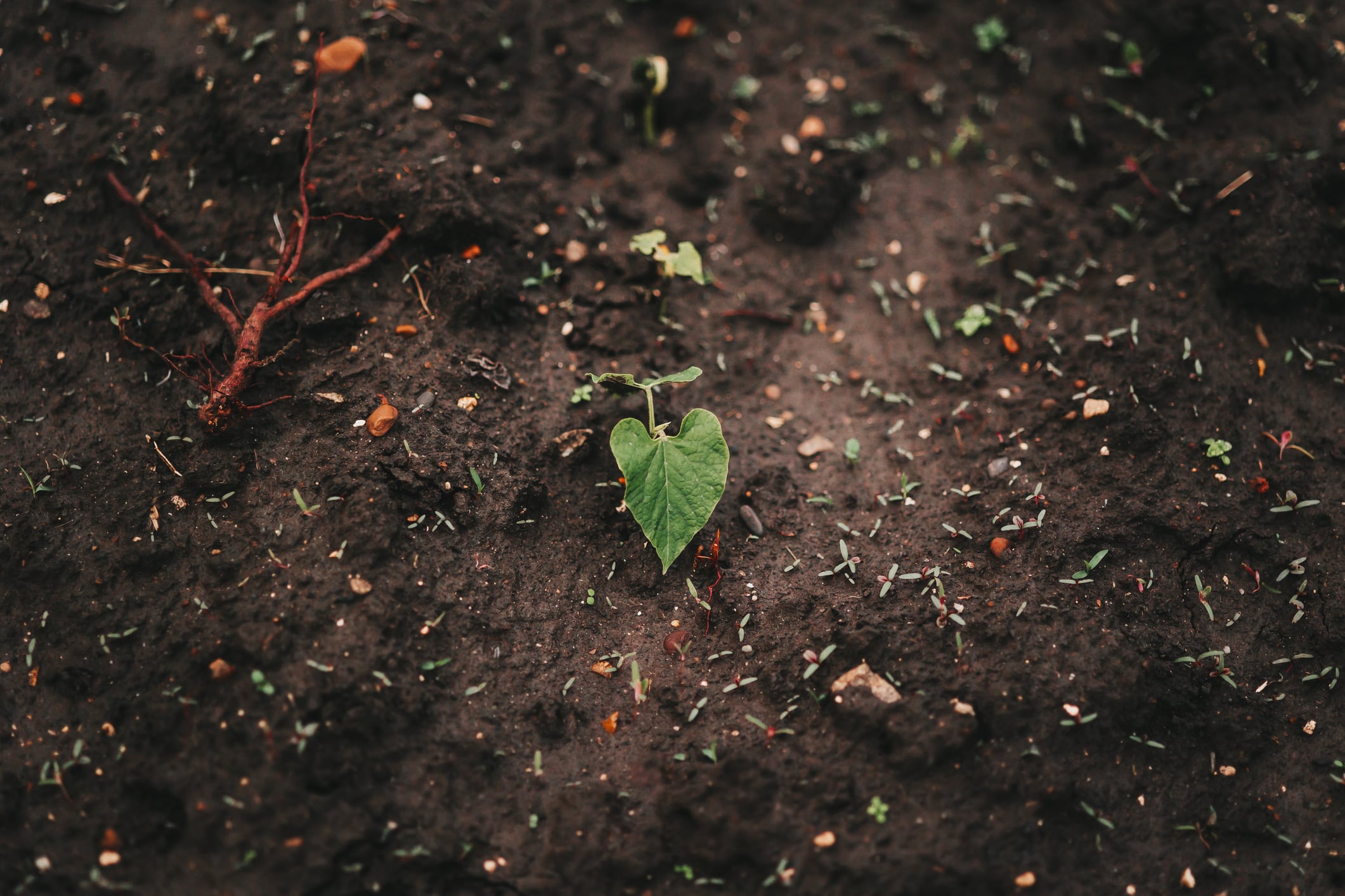 DSV and Renaissance Philanthropy are targeting a “too critical to ignore” crop resilience gap.