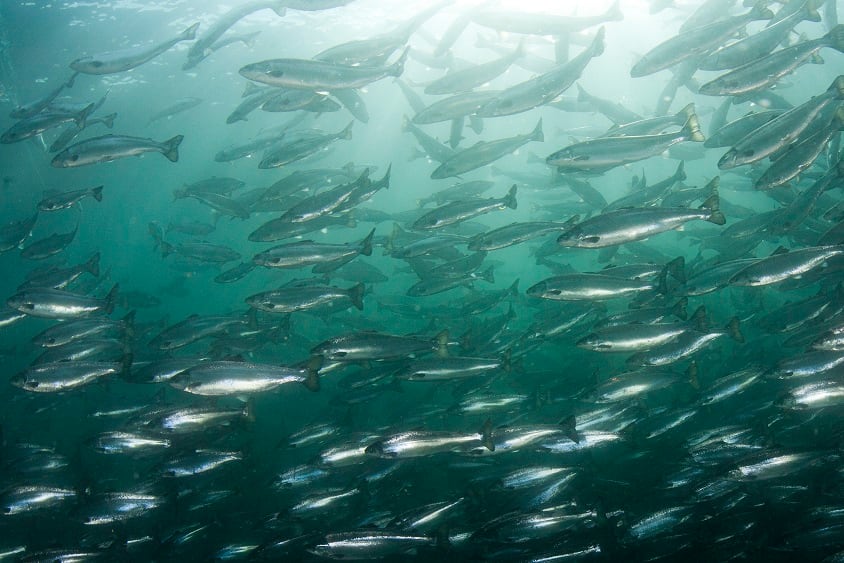 Krill meal may support salmon health during winter 