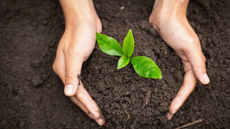 A hand in soil, holding a seedling.