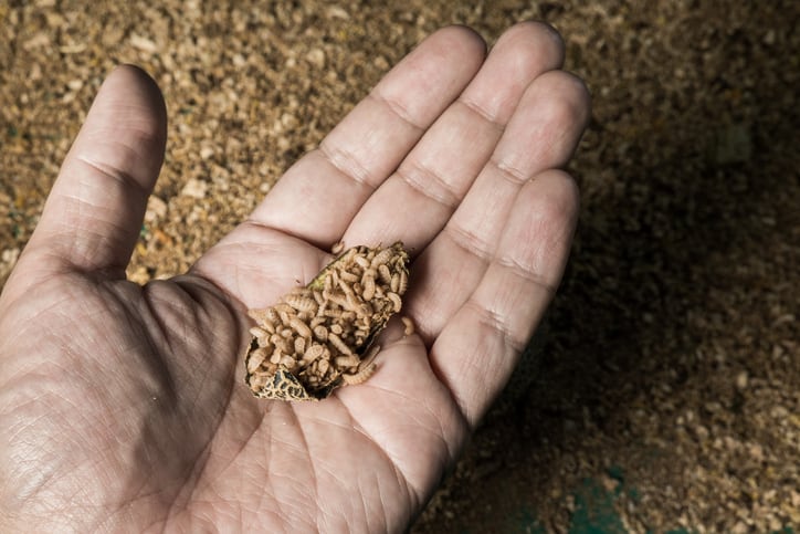 ‘Every industry needs to start somewhere’: Calls for more insect farming R&D amid recent criticism