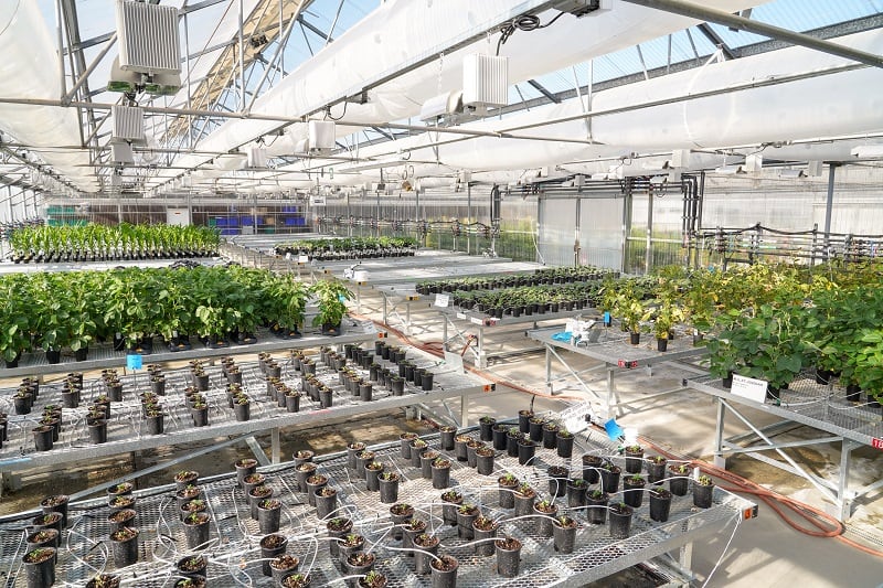 Syngenta reveals latest tie-up to accelerate launch of ‘pioneering’ biological solution
