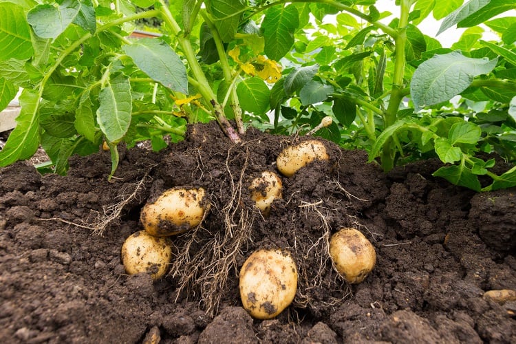 soil-potatoes-eag1e.jpg