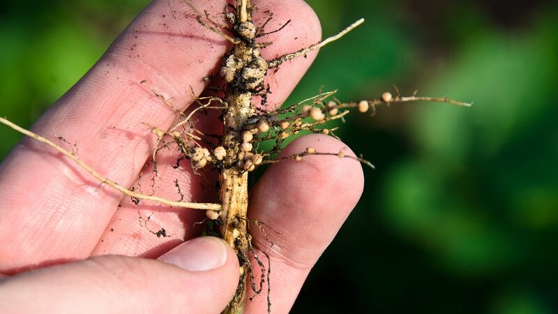 Soybean cyst nematode is a major threat to growers, with the potential to reduce yields by more than 30%.