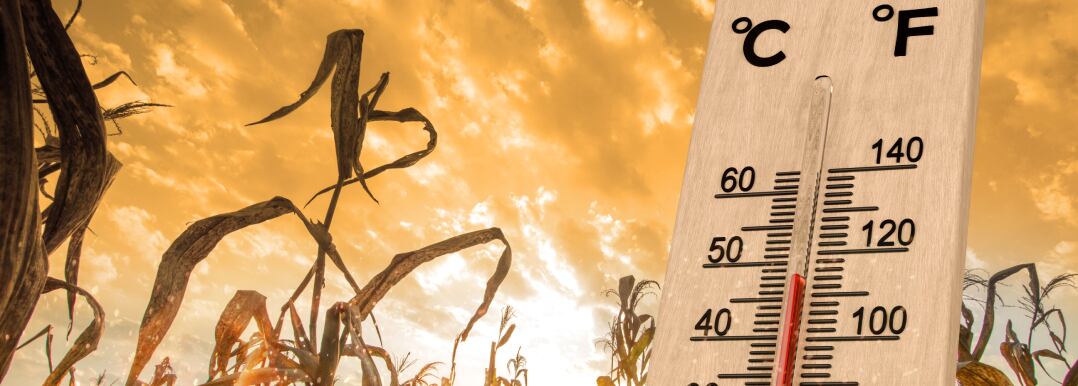 Reducing-agricultural-risk-with-parametric-insurance.jpg