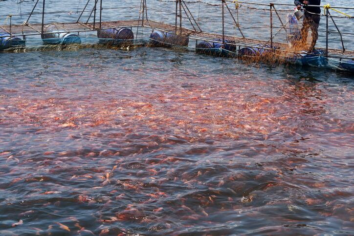 Butyrate shown to boost performance, immunity and resistance against possible infection by pathogenic bacteria in tilapia 