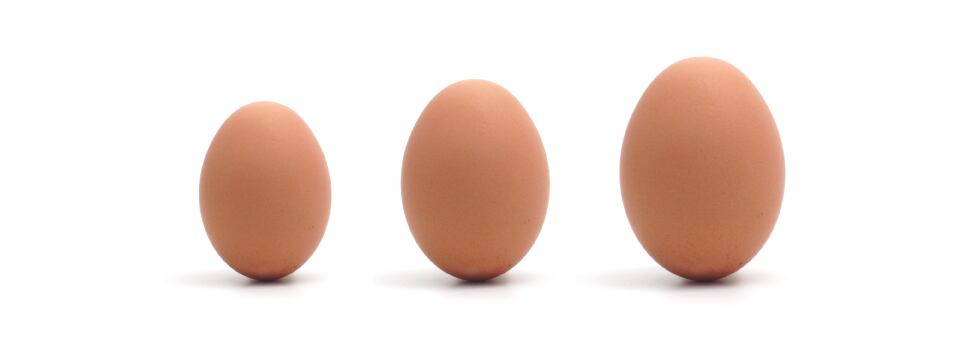 Feeding-impacts-shell-quality-bird-quality.png