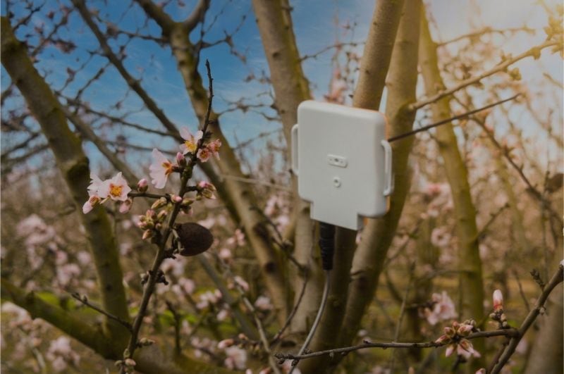 AgriSound’s sensors are being deployed across almond orchards to generate orchard scale insights into pollination dynamics.