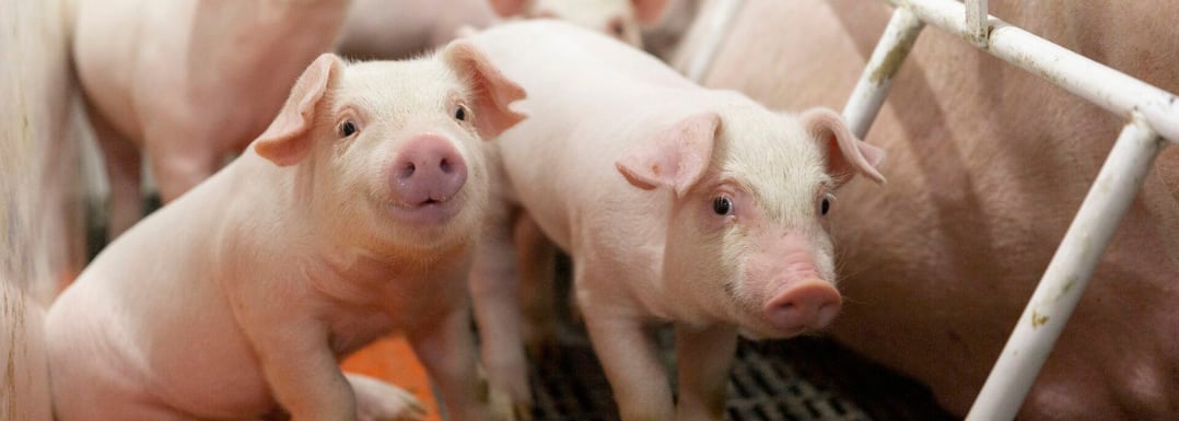 Minimize-nitrogen-loss-in-pig-farming-for-performance-and-sustainability.png