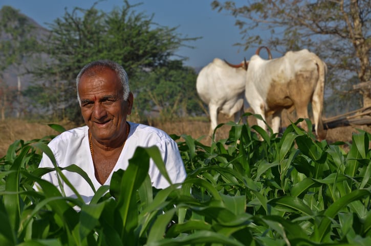 India needs to develop a feed protein strategy for the future: Rabobank