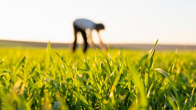 A farmer in a field