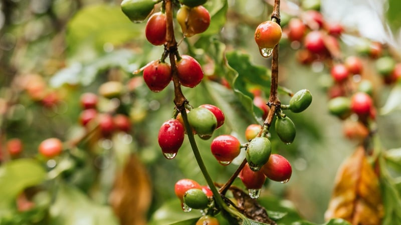 Nestlé is building resiliency into its supply chain by empowering Mexican farmers to conserve water.